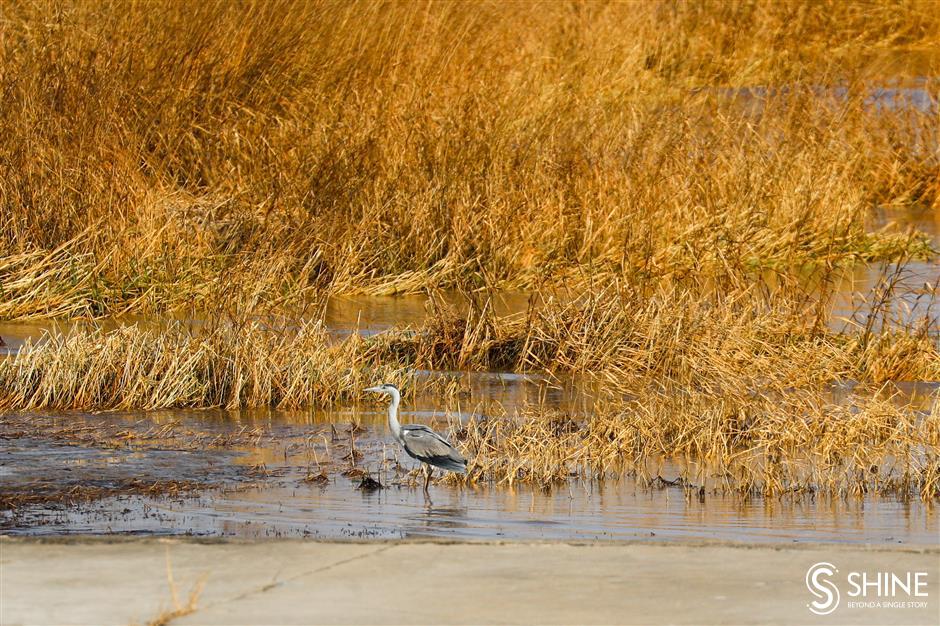 One-day record of 60,000 birds in Lingang area