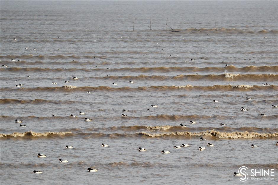 One-day record of 60,000 birds in Lingang area