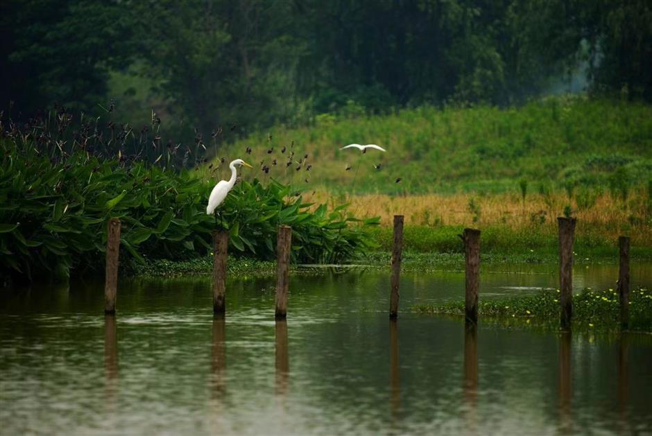 Hangzhou enticing non-natives to stay put over holiday