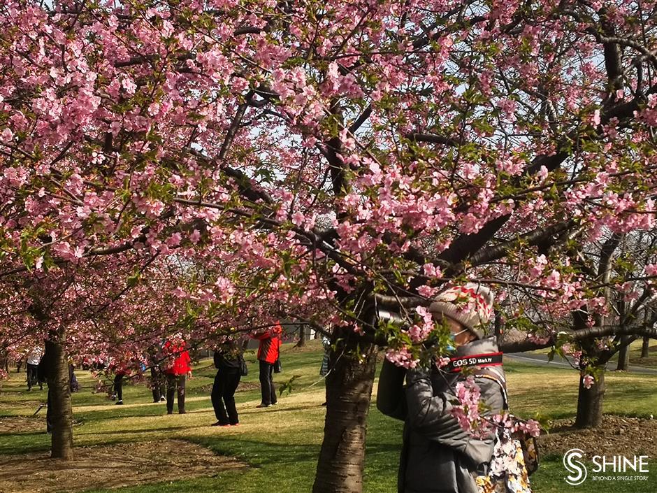 Cherry blossoms in full bloom earlier than usual