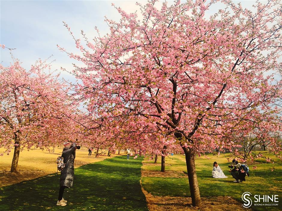 Cherry blossoms in full bloom earlier than usual