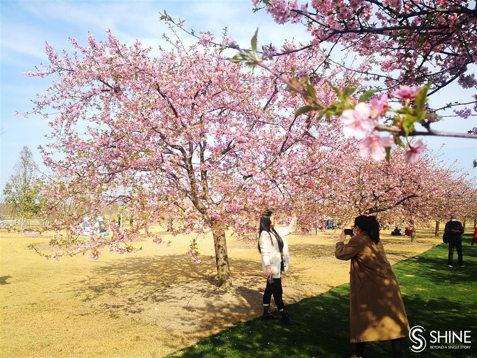 Cherry blossoms in full bloom earlier than usual