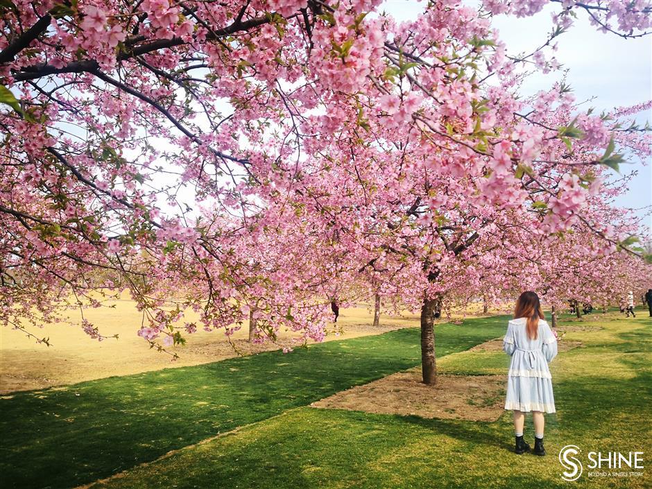 Cherry blossoms in full bloom earlier than usual