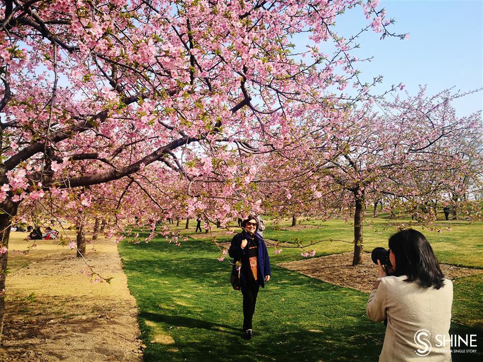 Cherry blossoms in full bloom earlier than usual