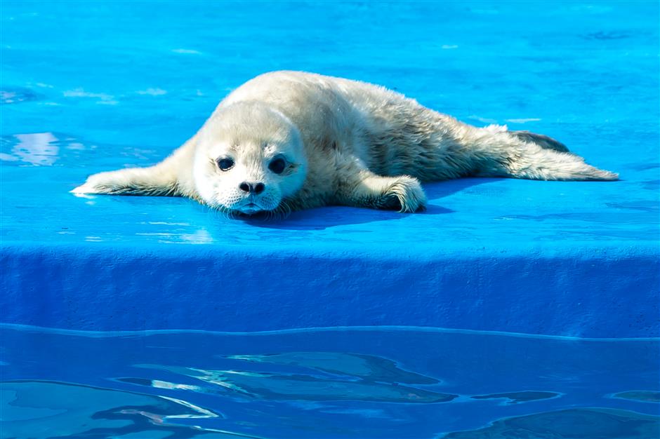 first baby spotted seal for pudong ocean park