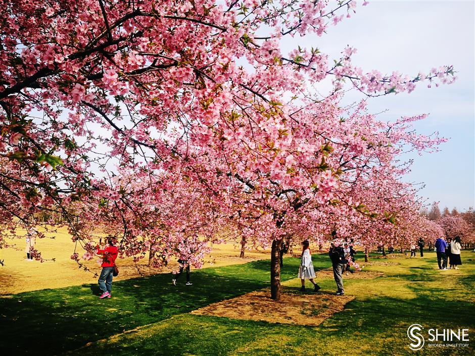 Cherry blossoms in full bloom earlier than usual