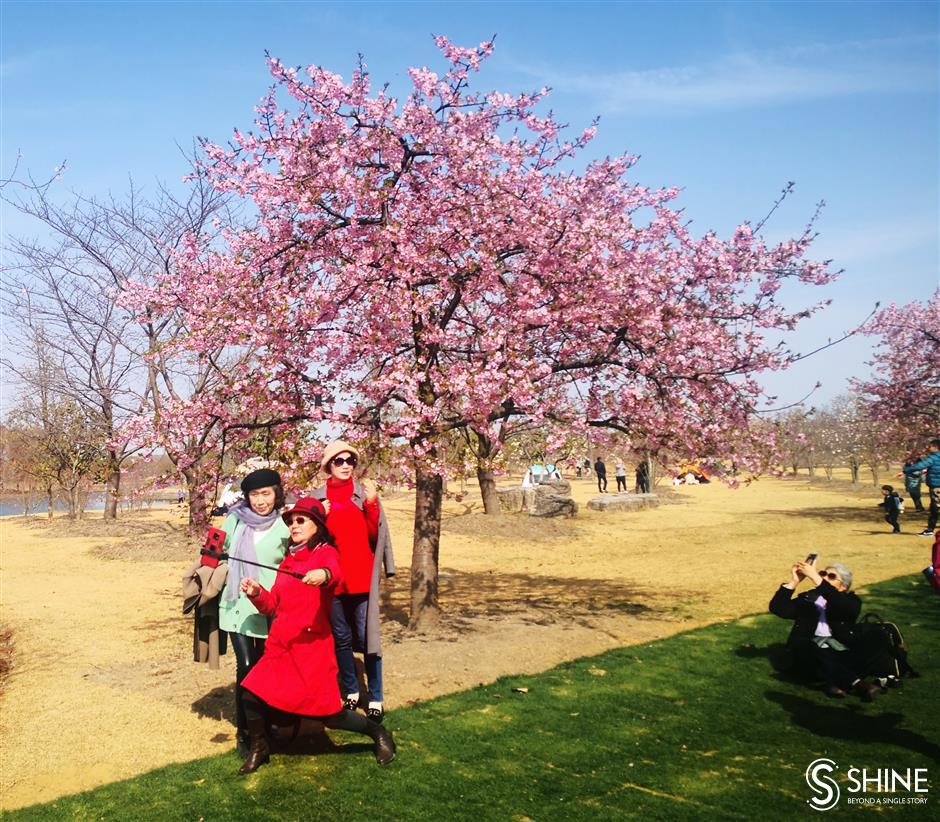 Cherry blossoms in full bloom earlier than usual