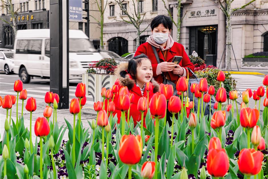 Tulips festival to bloom all over Jingan