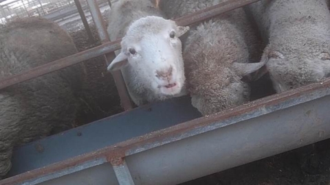 Officials seize tainted mutton in wake of TV report - Vimarsana News