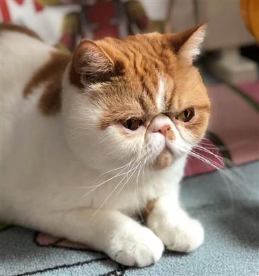 What?! Is buying a cat in Shanghai really that expensive?! - SHINE News