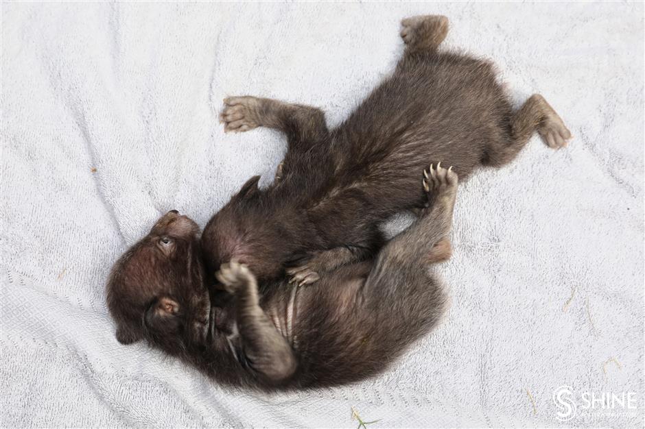 Park seeks names for wild animal newborns