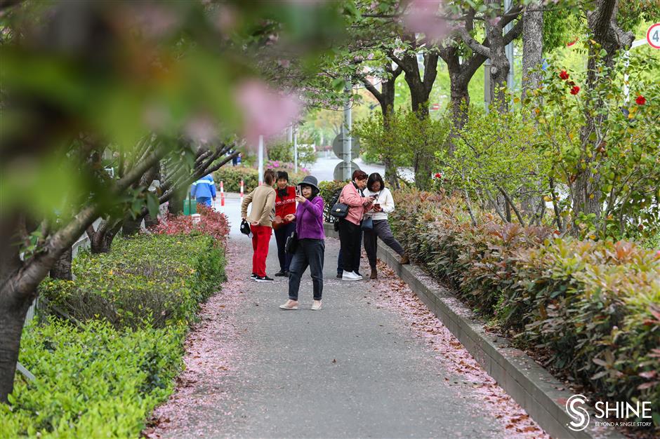 Cherry blossom left to beautify city roads