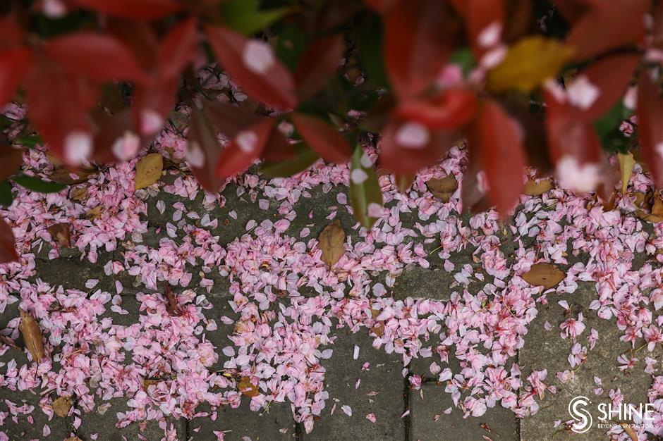 Cherry blossom left to beautify city roads