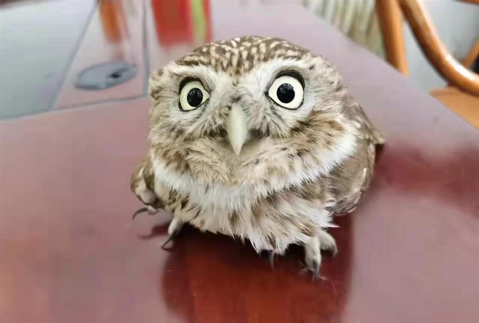 Little owl discovered in Shanghai for first time