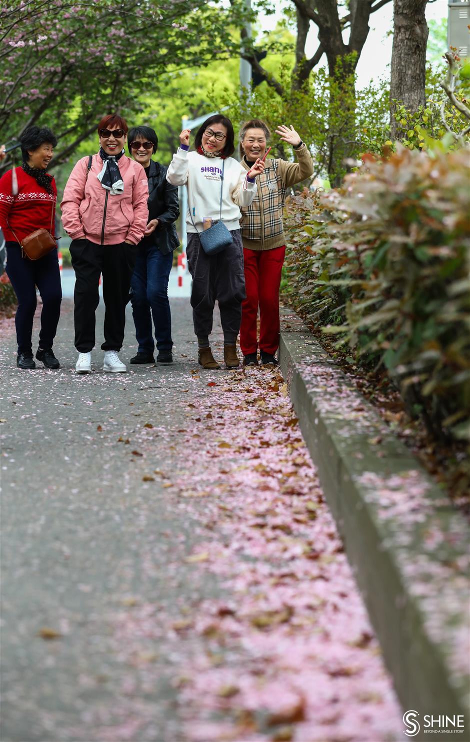 Cherry blossom left to beautify city roads