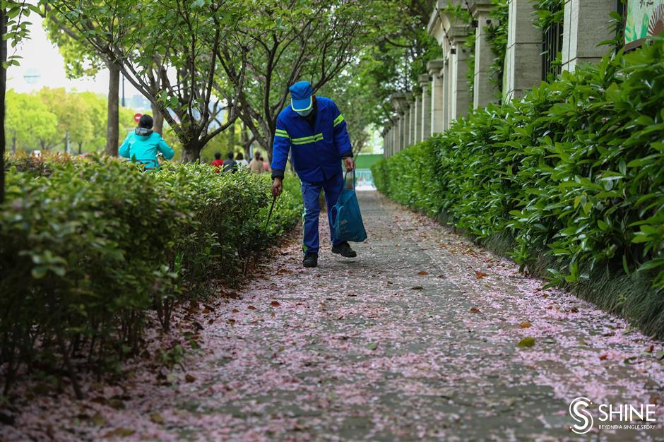 Cherry blossom left to beautify city roads