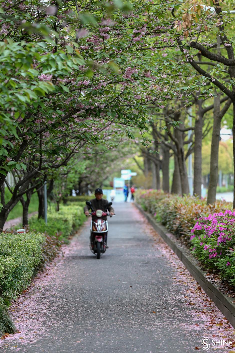 Cherry blossom left to beautify city roads
