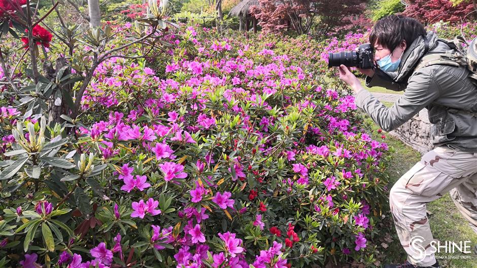 Azaleas putting on a show at forest park