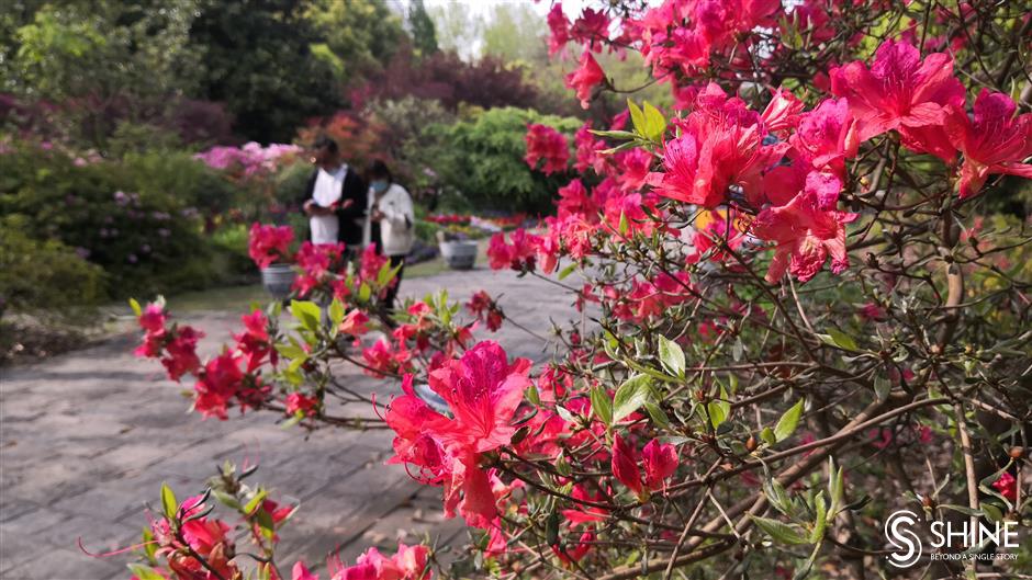 Azaleas putting on a show at forest park