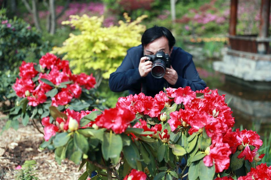 Azaleas putting on a show at forest park