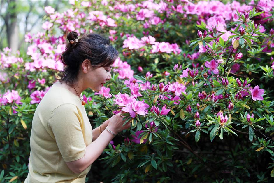 Azaleas putting on a show at forest park