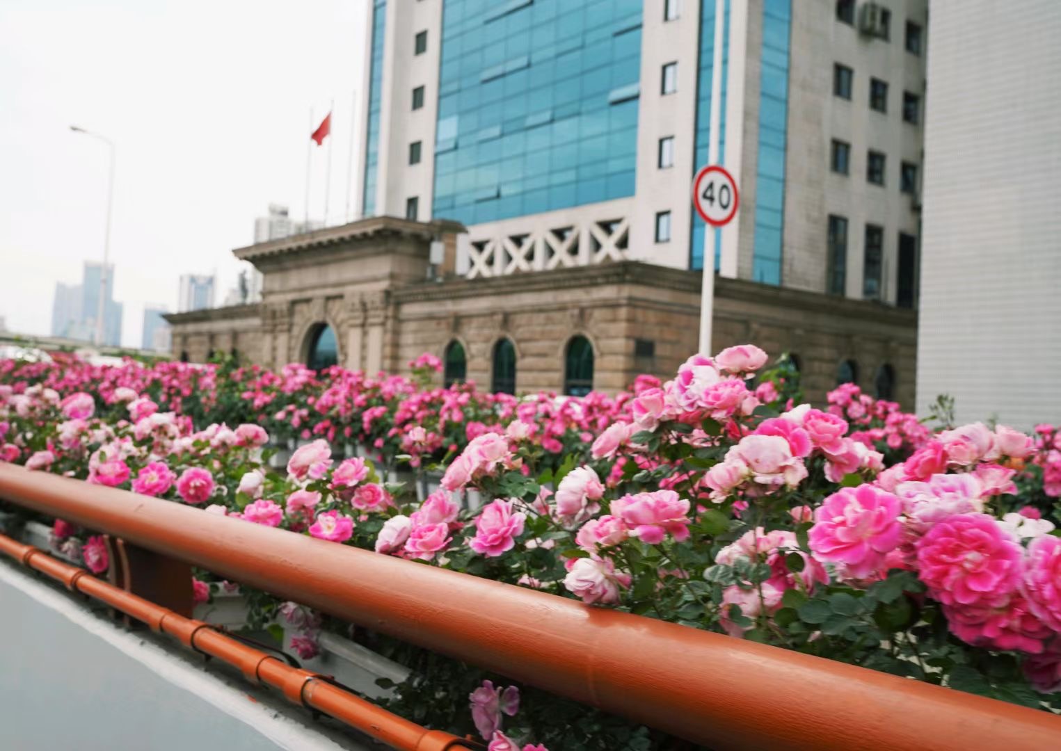 Chinese roses in full bloom around Shanghai SHINE News