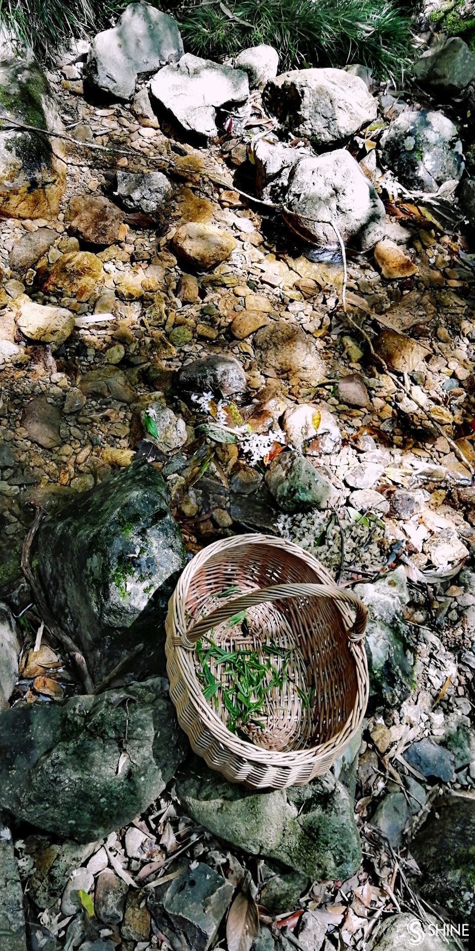 Holiday mountain trip springs a tea surprise