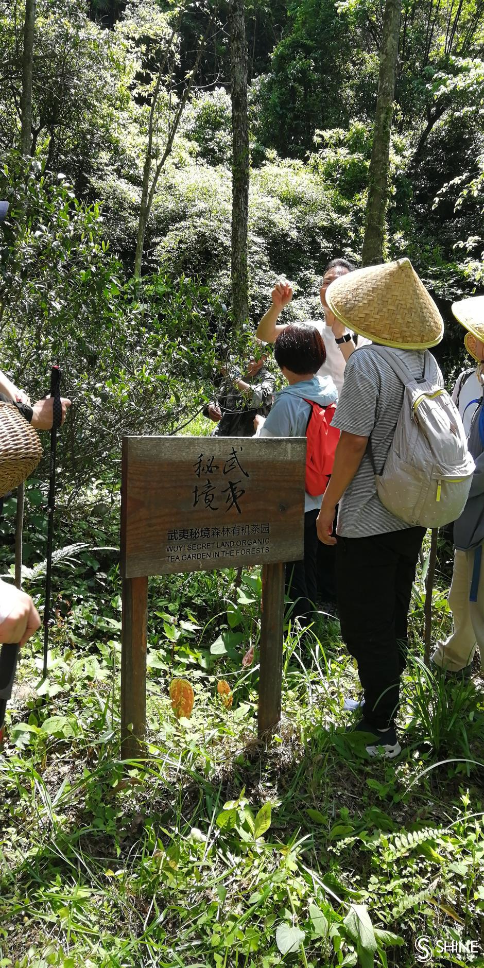 Holiday mountain trip springs a tea surprise