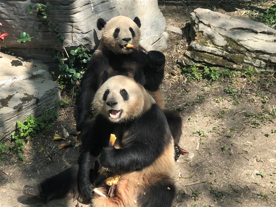 Zoo residents enjoying the spring weather