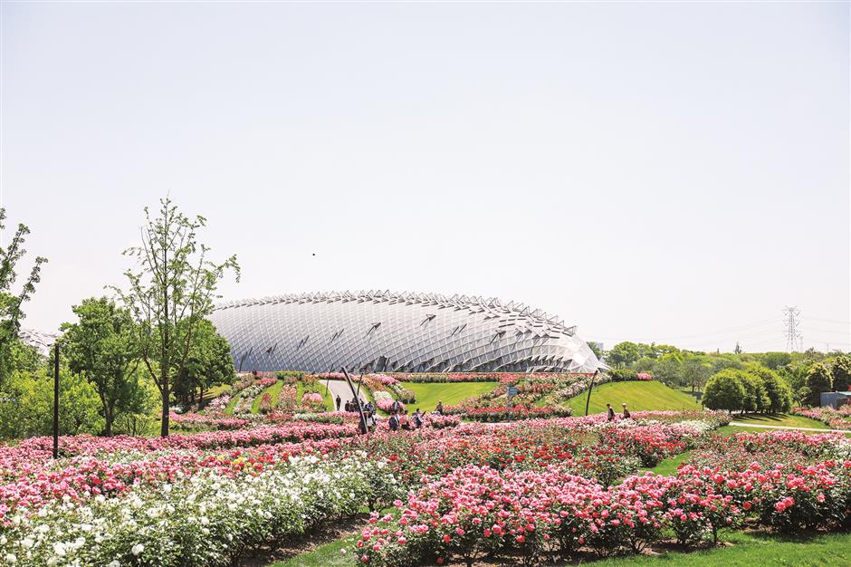 Everything is coming up roses at Chenshan garden