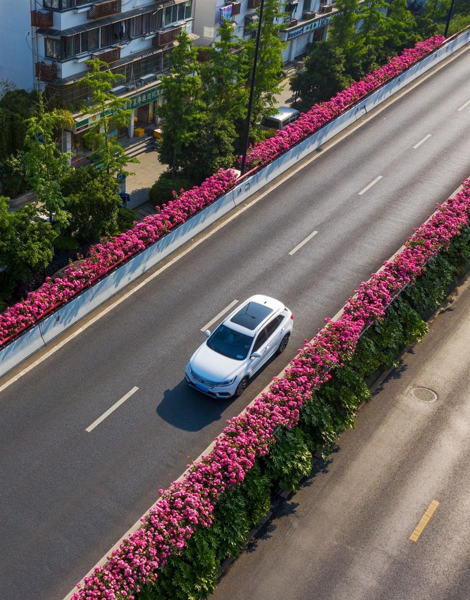 Everythings coming up roses for Hangzhou