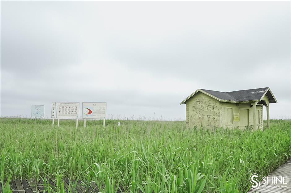 Wetland birdsong indicates the health of an ecosystem