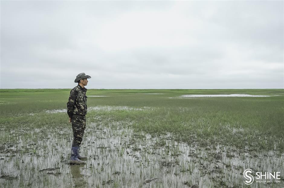 Wetland birdsong indicates the health of an ecosystem