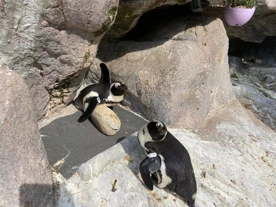 Shanghai Zoo making life more comfortable and fun for penguins