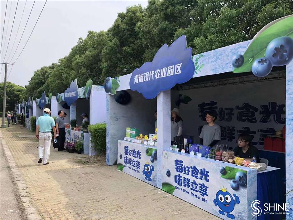 Blueberries ripe for picking in Qingpu District