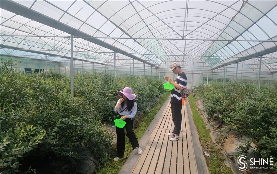 Blueberries ripe for picking in Qingpu District