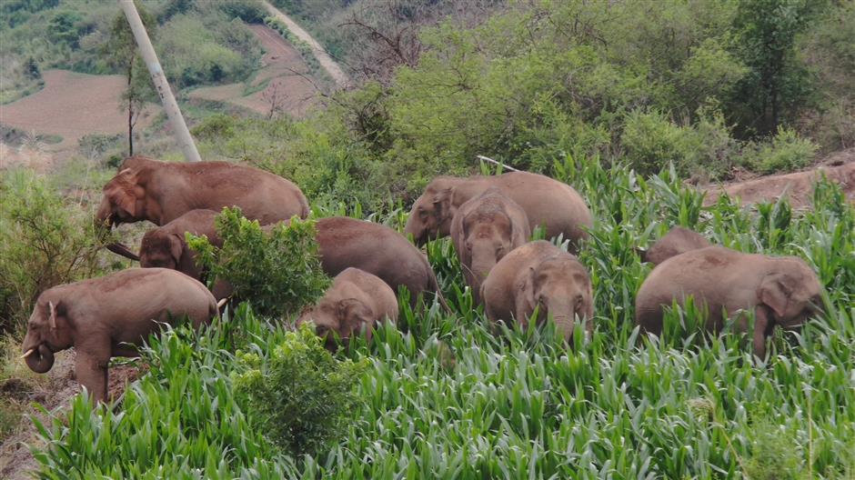 Wandering elephants symbol of heightened ecological awareness