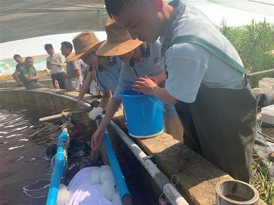 Six stranded whales in Zhejiang rescued and released