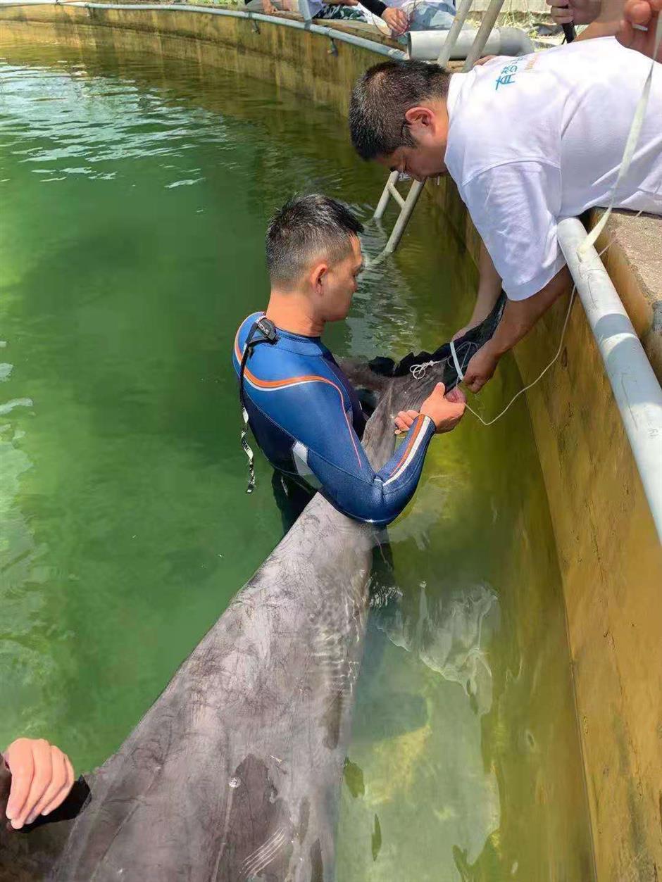 Six stranded whales in Zhejiang rescued and released