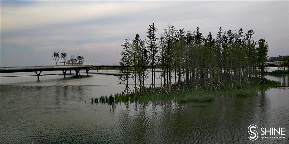 Pedestrian bridge a source of life for nature and people