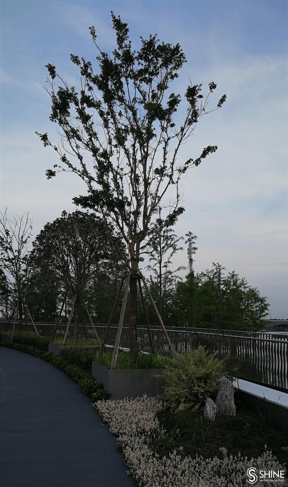 Pedestrian bridge a source of life for nature and people