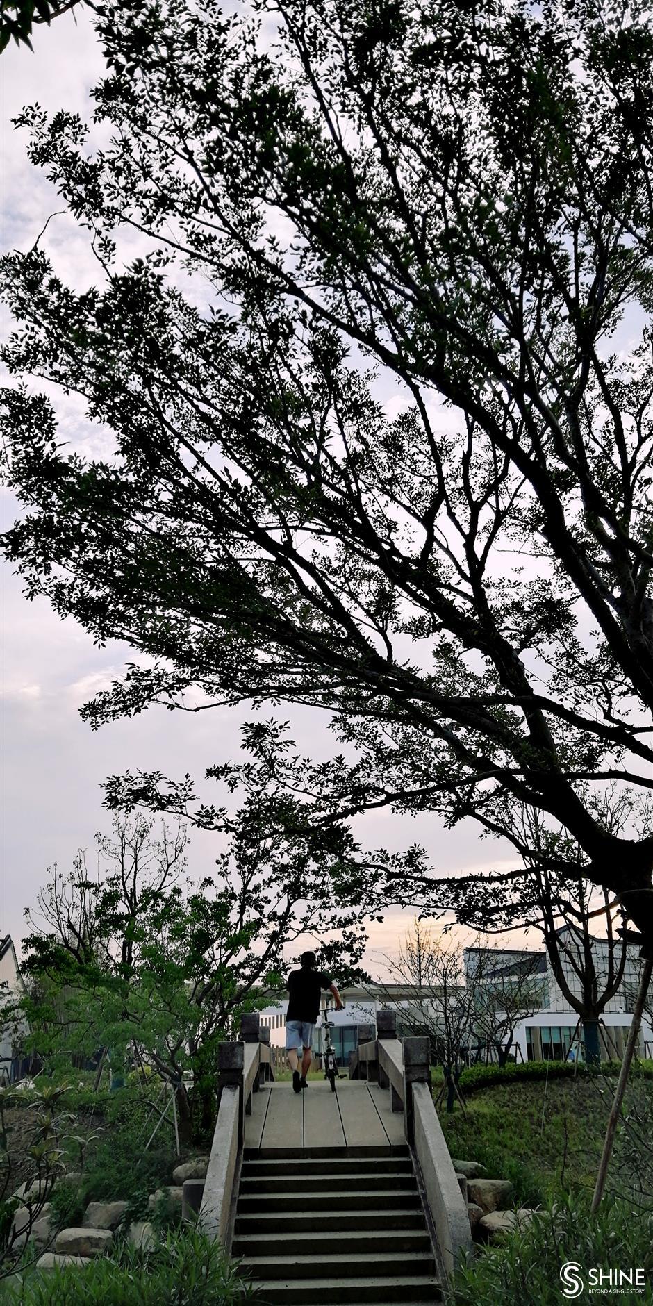 Pedestrian bridge a source of life for nature and people