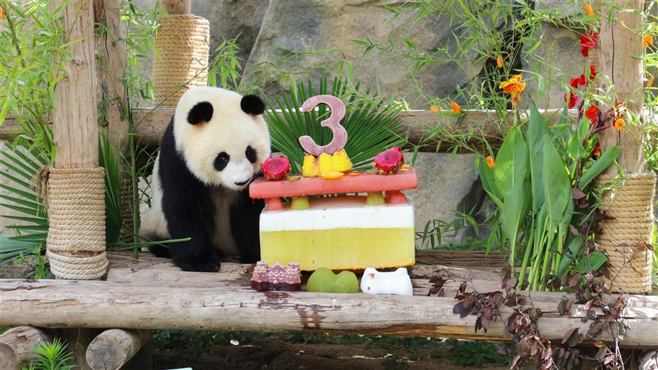 Panda celebrates birthday with fruit and vegetable ice cake