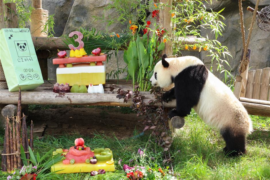 Panda celebrates birthday with fruit and vegetable ice cake