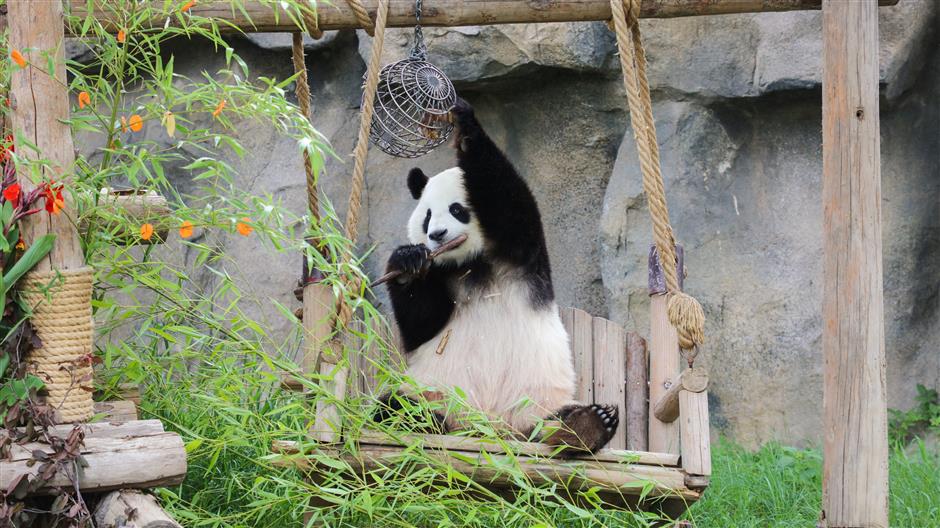 Panda celebrates birthday with fruit and vegetable ice cake