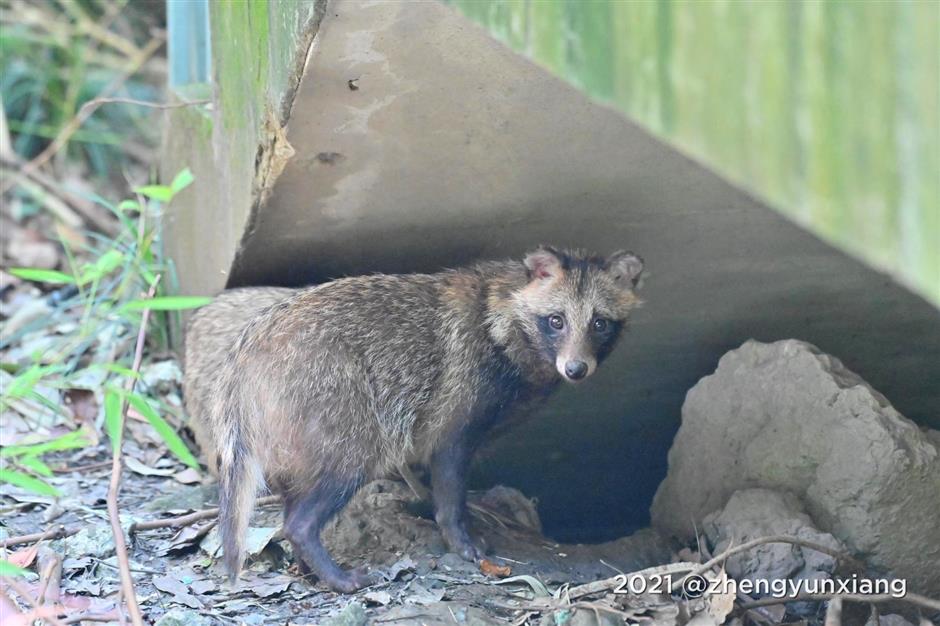 Raccoon dogs in residential areas: misunderstood urban interlopers