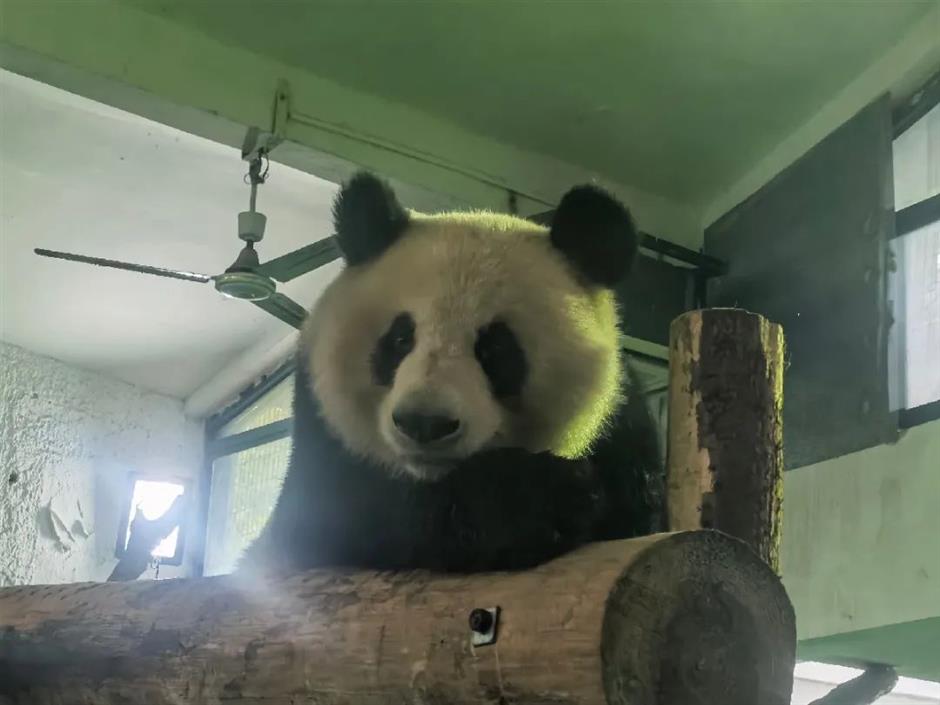 Zoo animals all safe amid Typhoon In-Fa in Shanghai