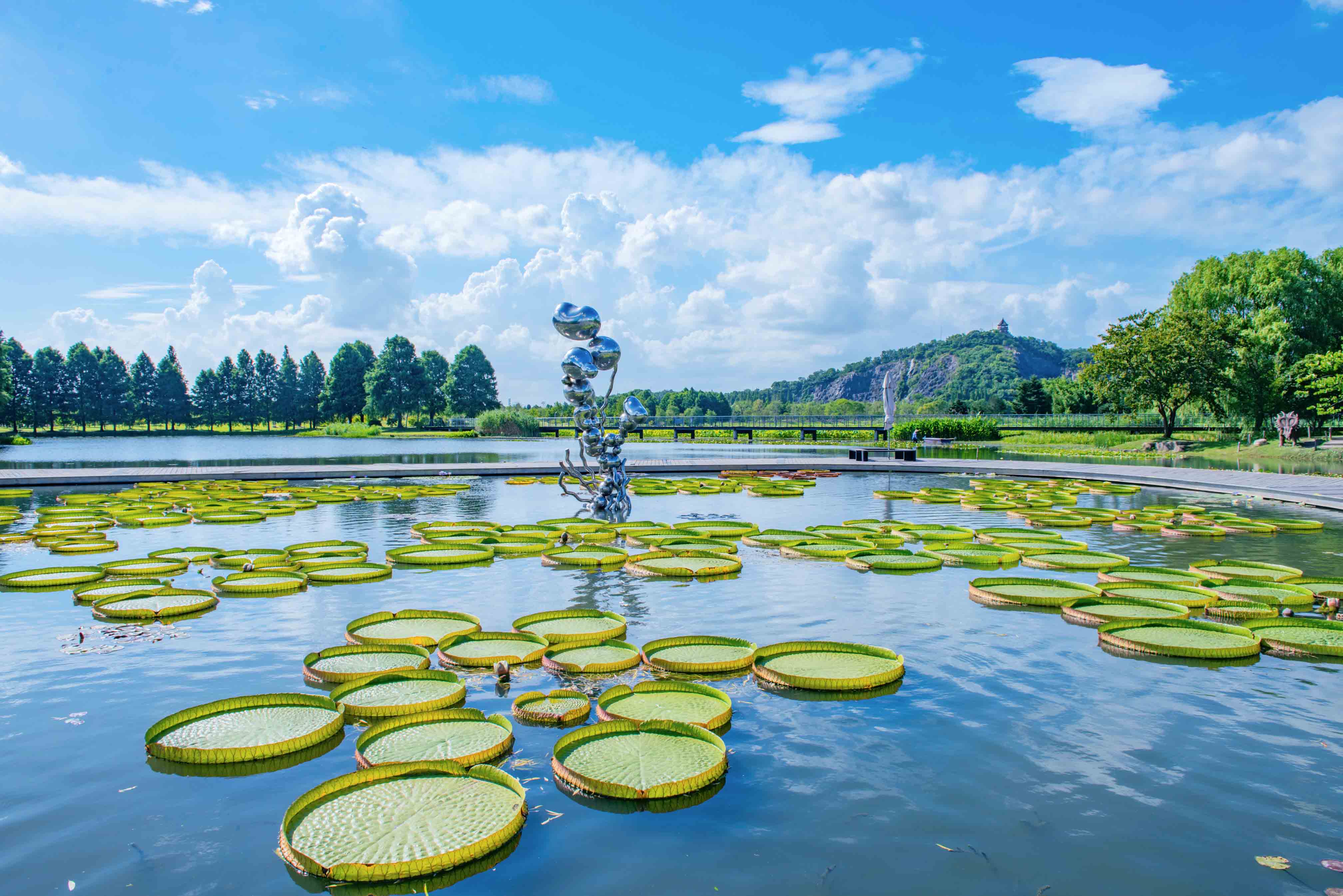 Fullbloom water lilies brighten botanical garden SHINE News