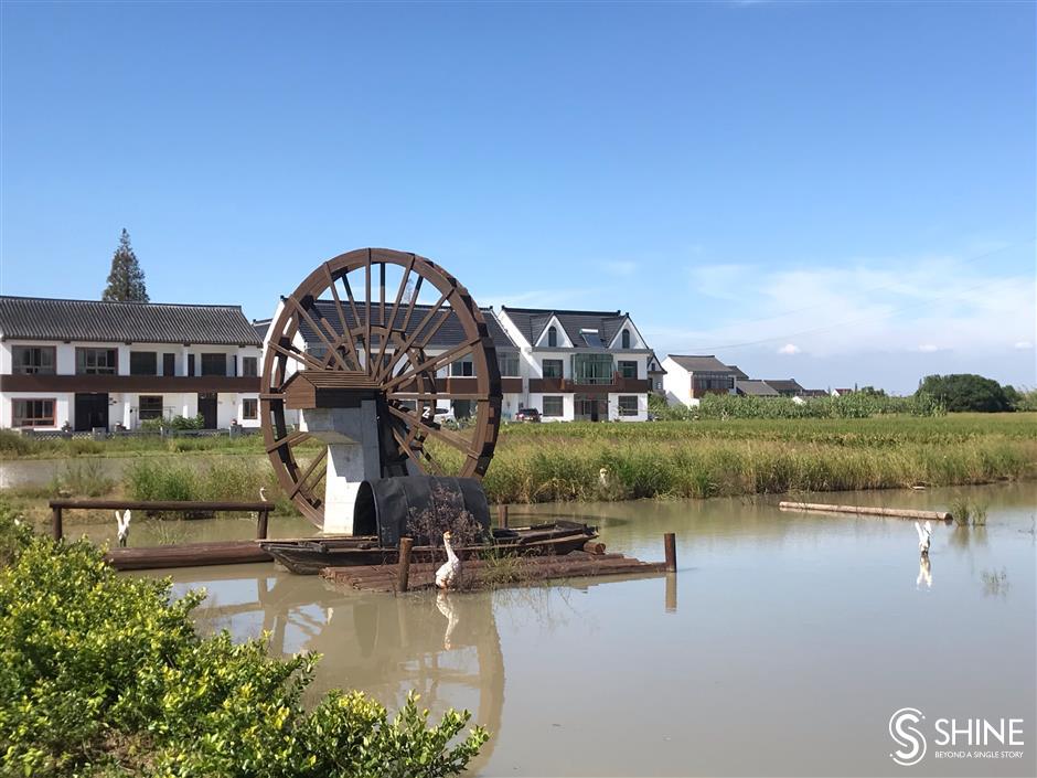 Jinshan village farmers create colorful rice paddy field