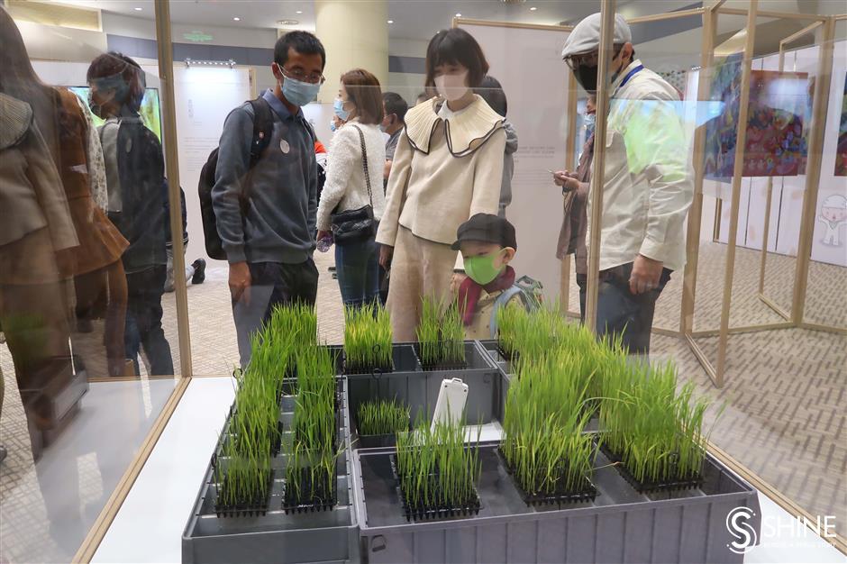 The history of rice cultivation is food for thought